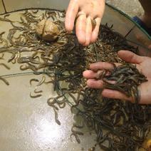 台湾泥鳅，抗病力强，饵料系数低。保证成活率