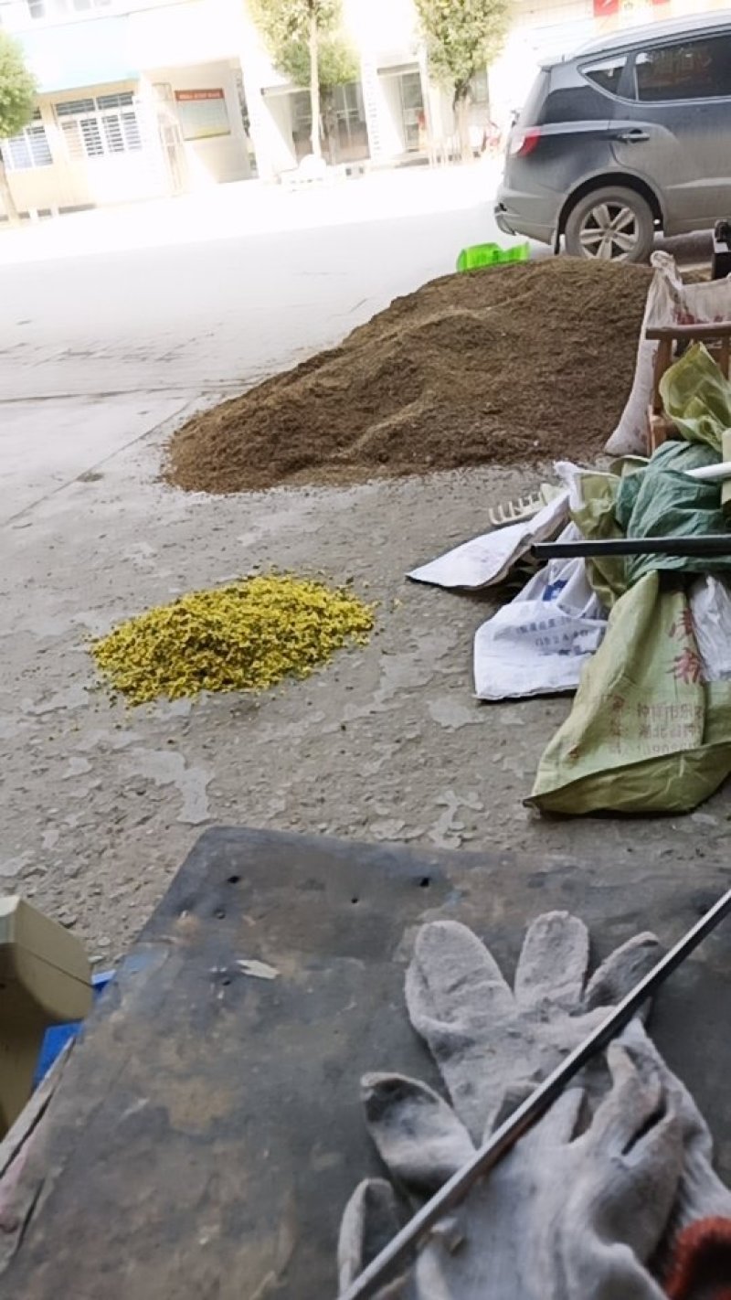 湖北野菊花，干净，颗粒，过筛，早期货