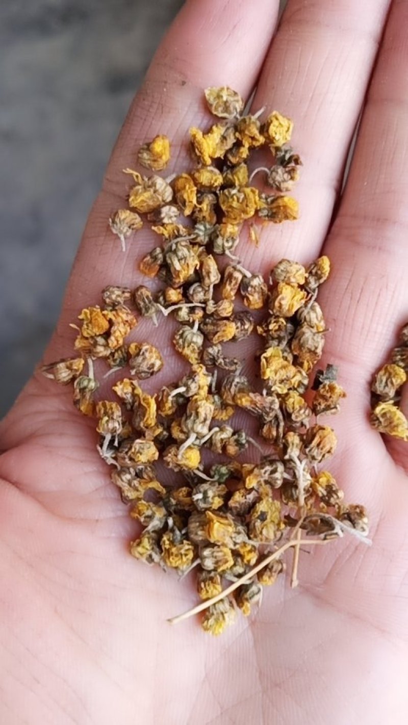 湖北野菊花，干净，颗粒，过筛，早期货