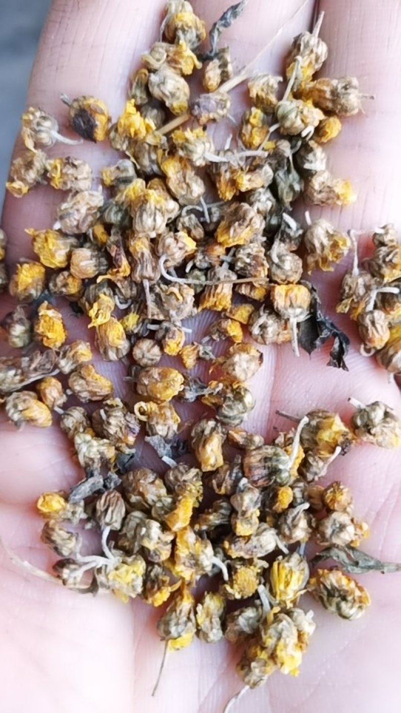 湖北野菊花，干净，颗粒，过筛，早期货