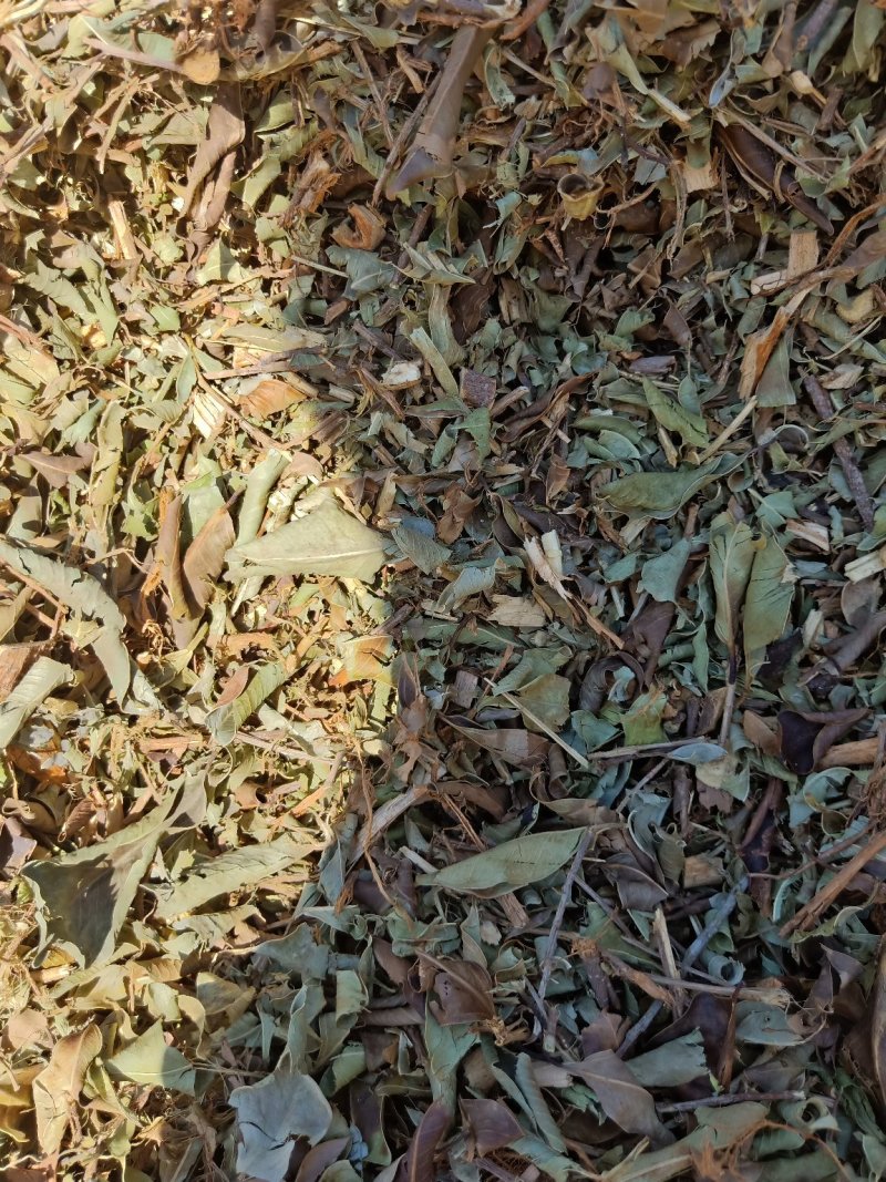 榕树叶(小叶榕)一手货源产地直供应商