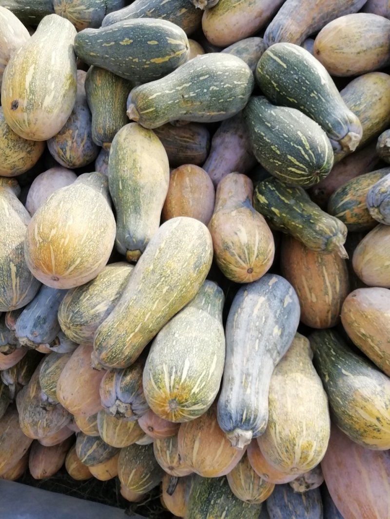 大量青南瓜出售。