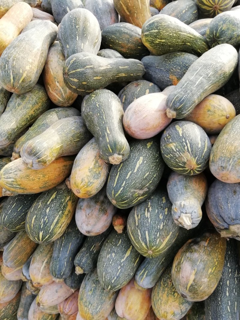 大量青南瓜出售。
