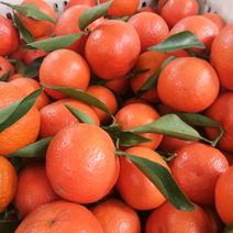 广西桂林全州，东方红蜜桔（世纪红），优质水果。量大