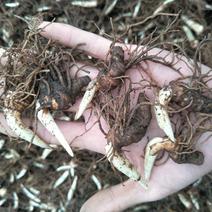 重楼种苗，四川螺丝型华重楼带芽种茎或种苗