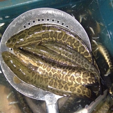 淡水鱼类