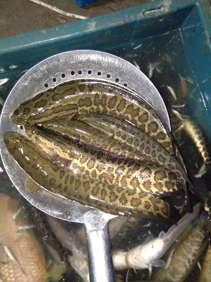 淡水鱼类