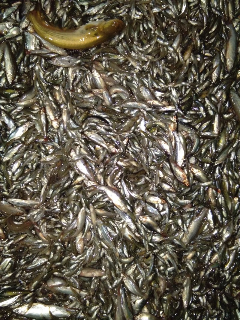 淡水鱼类