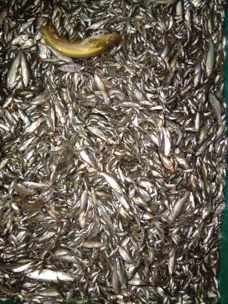 淡水鱼类