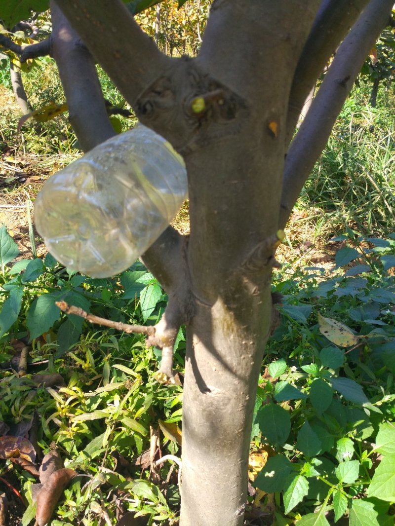 卖梨树，卖梨树，卖梨树