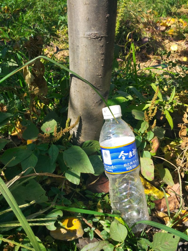 卖梨树，卖梨树，卖梨树
