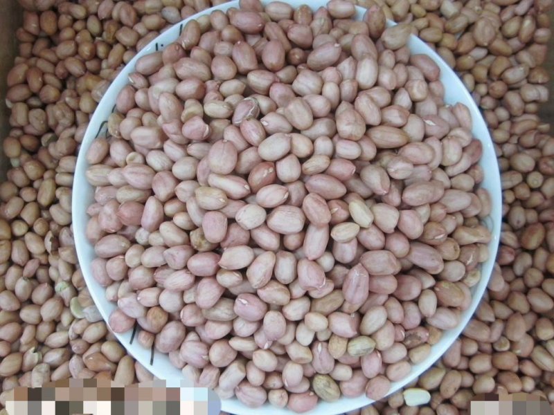 花生一级货高质量产地发货规格品种齐全高质量产地直销