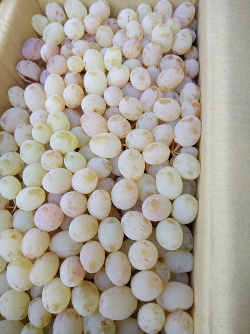 新疆鲜葡萄