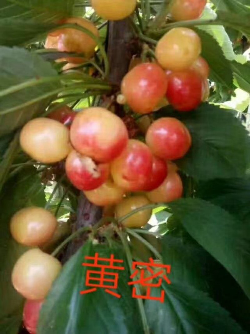 红灯大樱桃苗栽培简单易成活品种保障两证一签