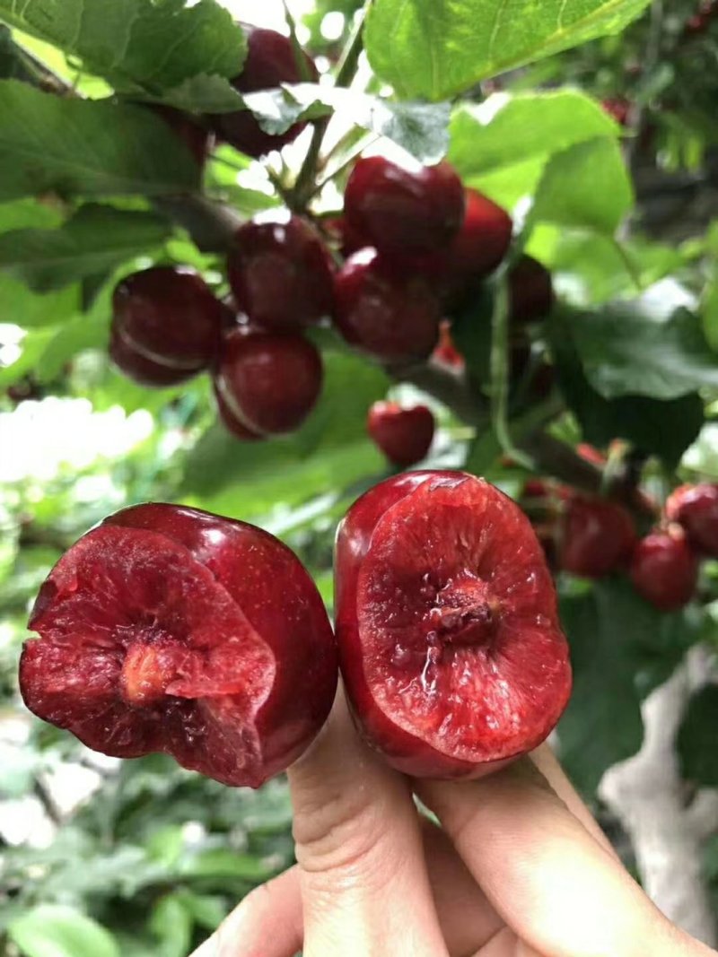 红灯大樱桃苗栽培简单易成活品种保障两证一签