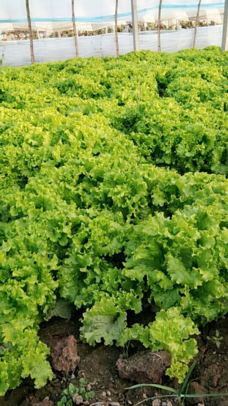 生菜精品美国大速生菜球