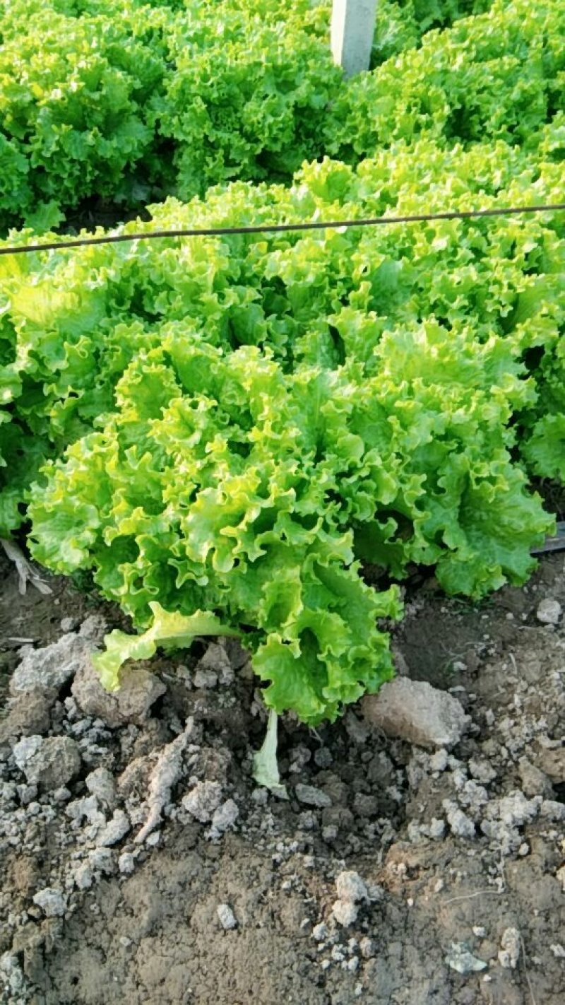 生菜精品美国大速生菜球