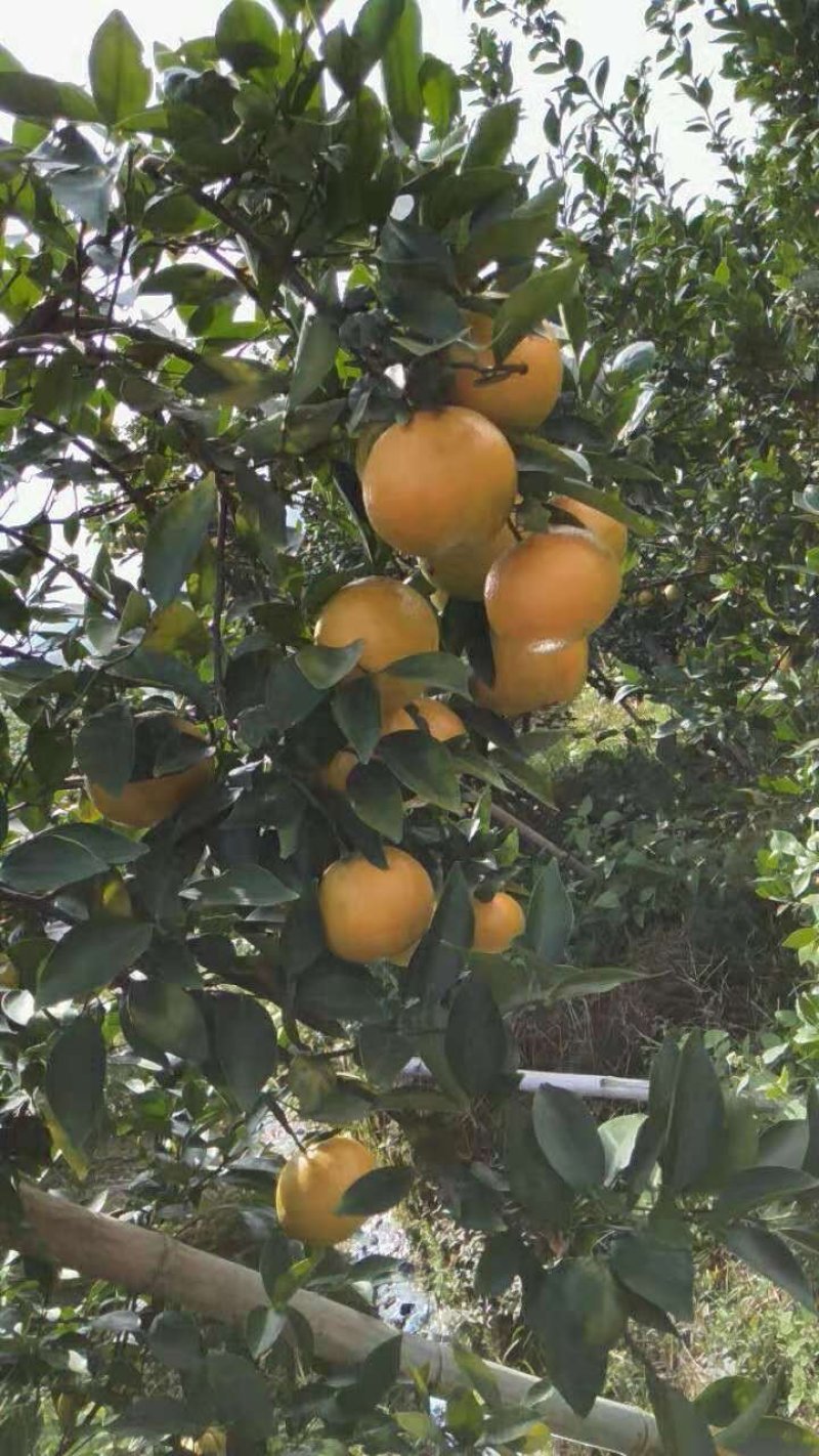 皇帝柑