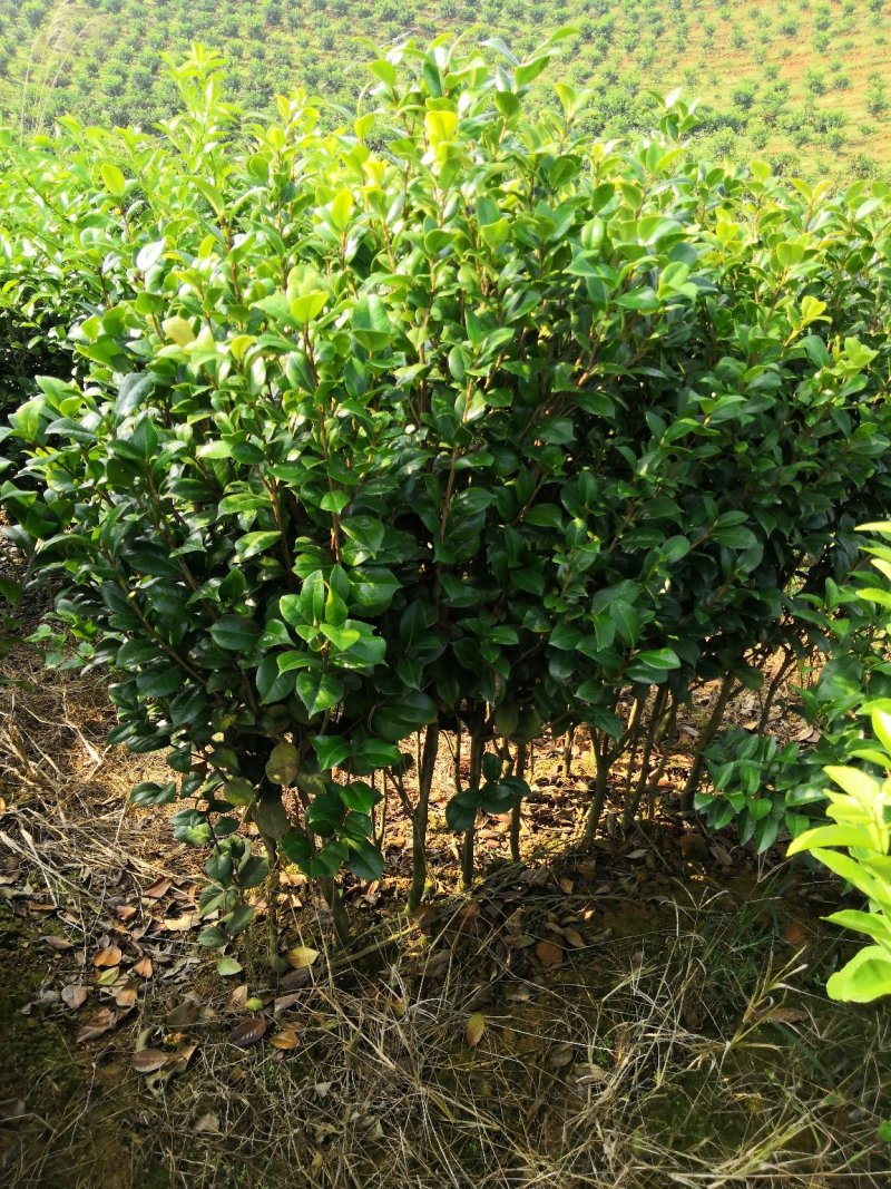 茶花树苗，可带土球，长期供应