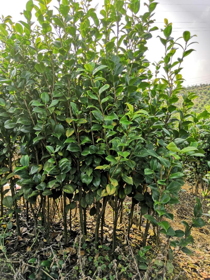 茶花树苗，可带土球，长期供应