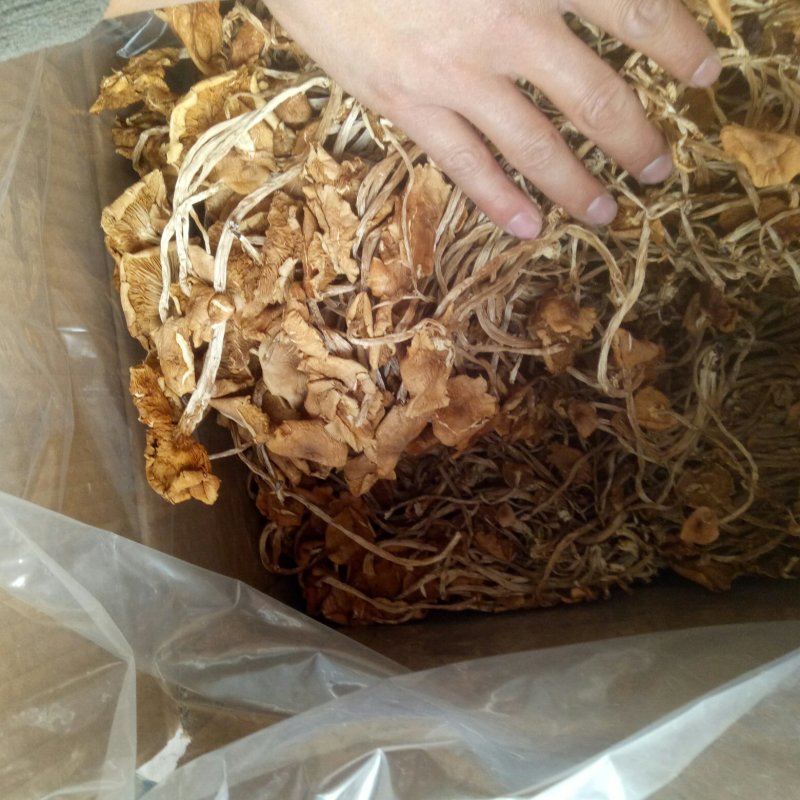 茶树菇干