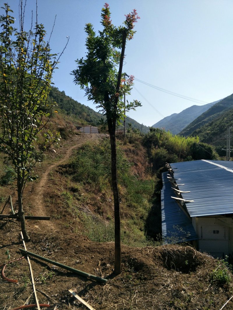 清香木