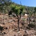 清香木