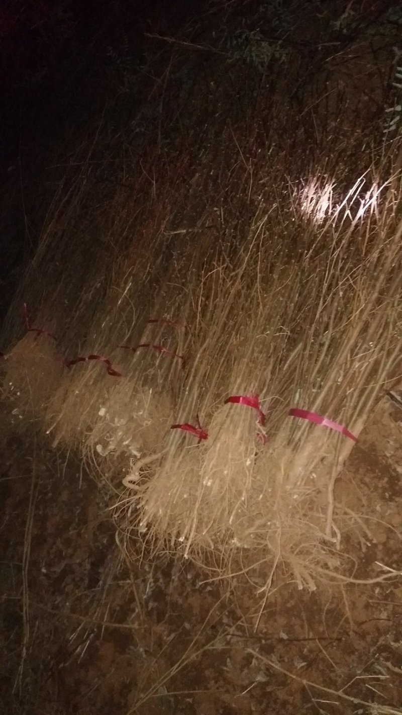 刺槐小苗，3-15公分刺槐树精品刺槐树，占地刺槐树