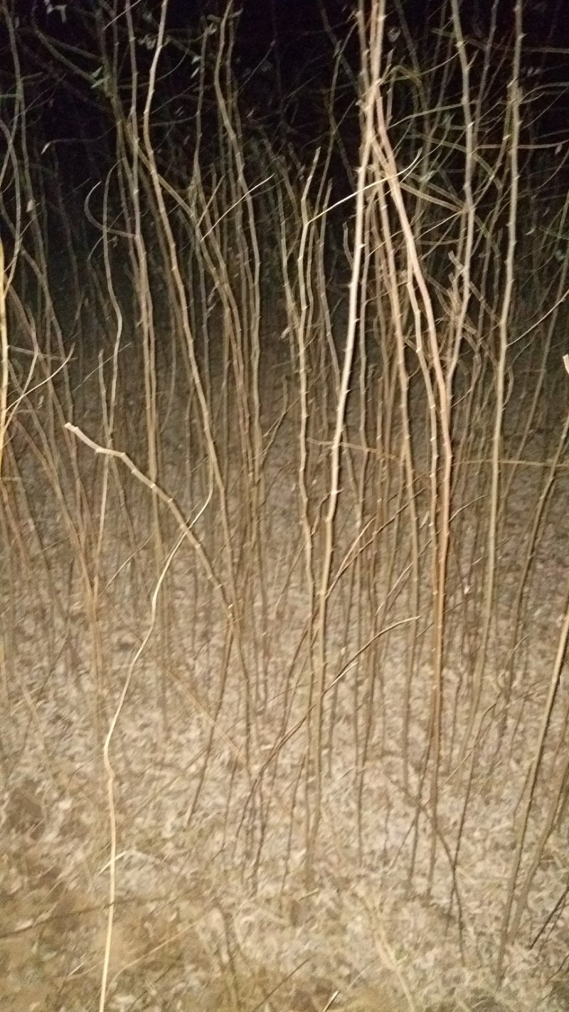 刺槐小苗，3-15公分刺槐树精品刺槐树，占地刺槐树