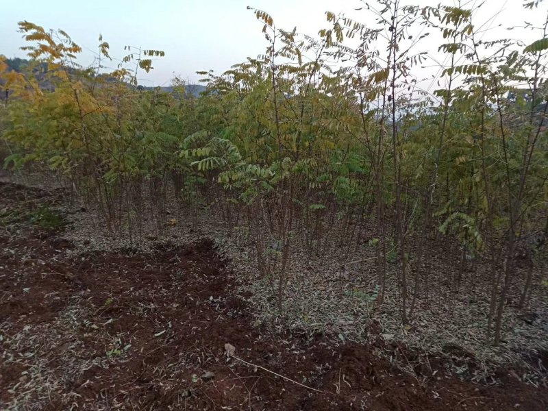刺槐小苗，3-15公分刺槐树精品刺槐树，占地刺槐树