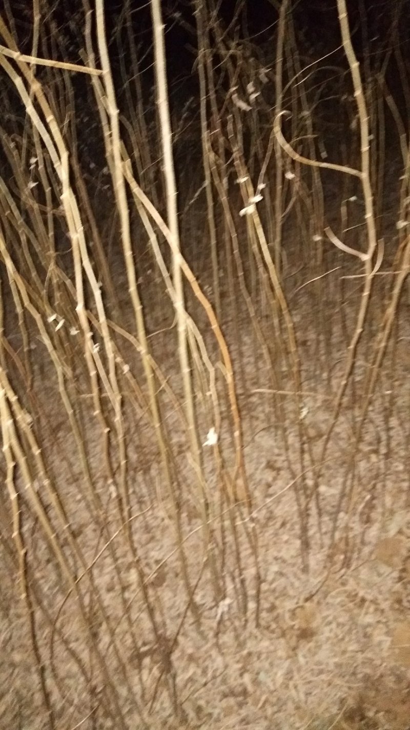 刺槐小苗，3-15公分刺槐树精品刺槐树，占地刺槐树