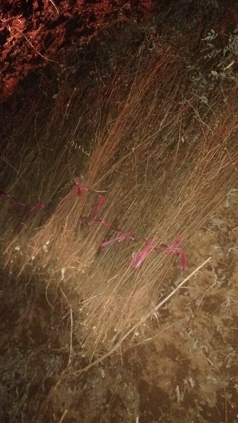 刺槐小苗，3-15公分刺槐树精品刺槐树，占地刺槐树