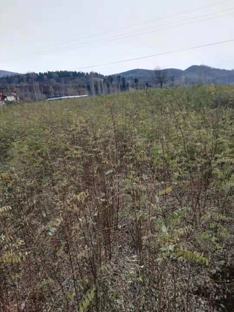 刺槐小苗，3-15公分刺槐树精品刺槐树，占地刺槐树