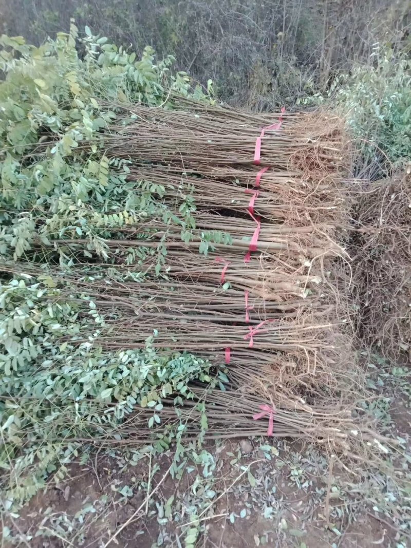 刺槐小苗，3-15公分刺槐树精品刺槐树，占地刺槐树