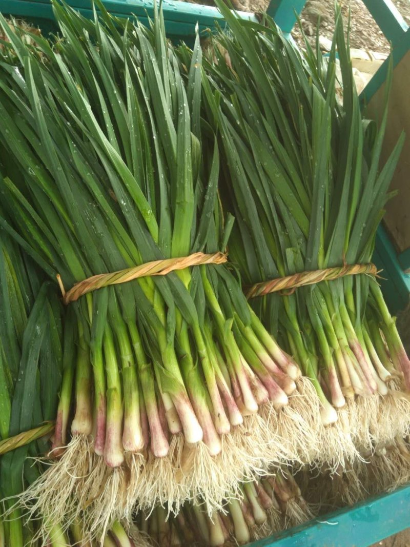 红根蒜苗40~45cm