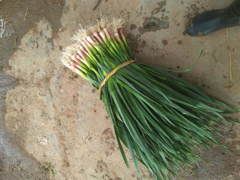 红根蒜苗40~45cm