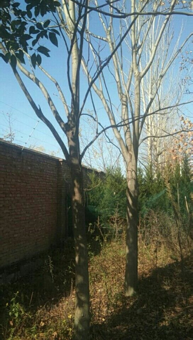 栾树