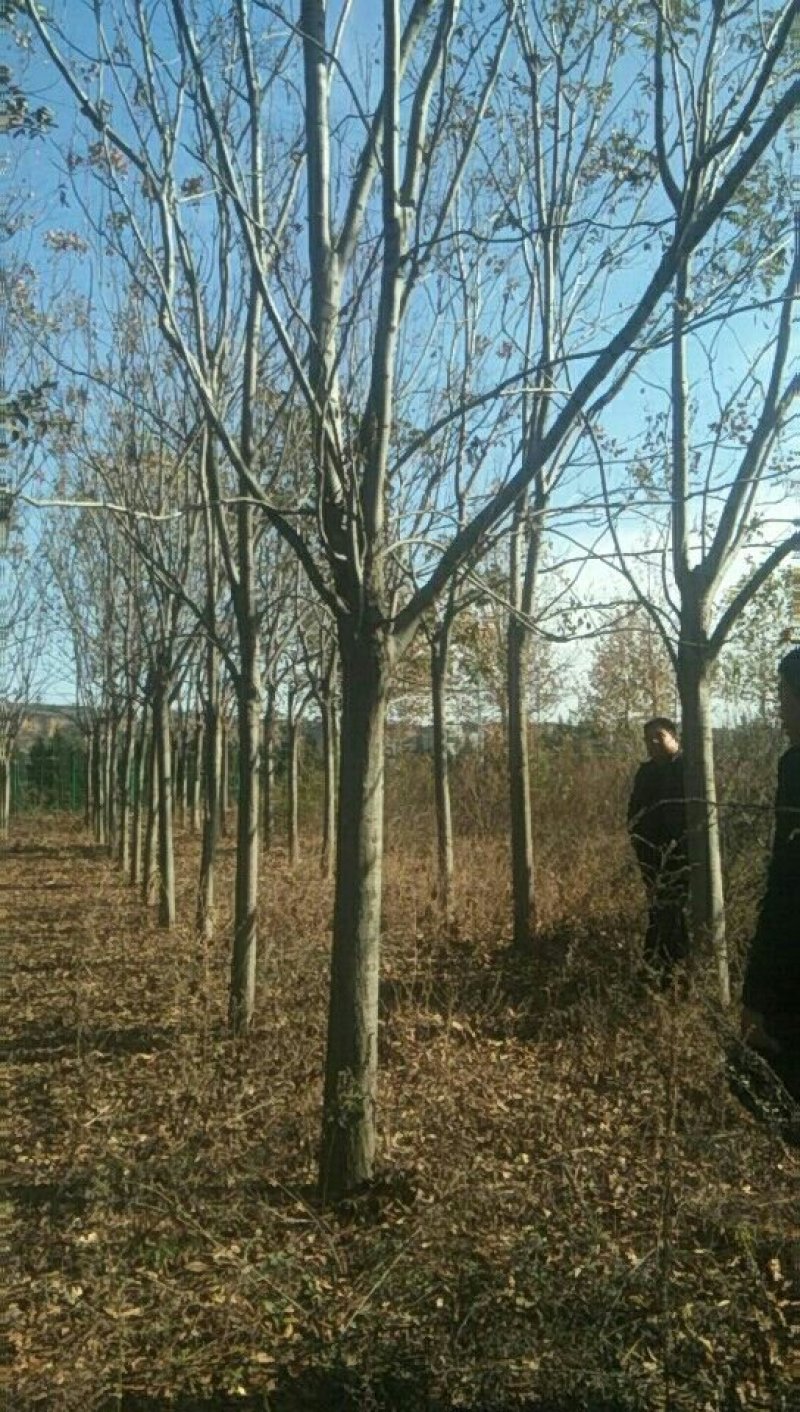 栾树