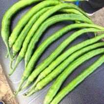 3号线辣椒，甜玉米还8号线辣椒