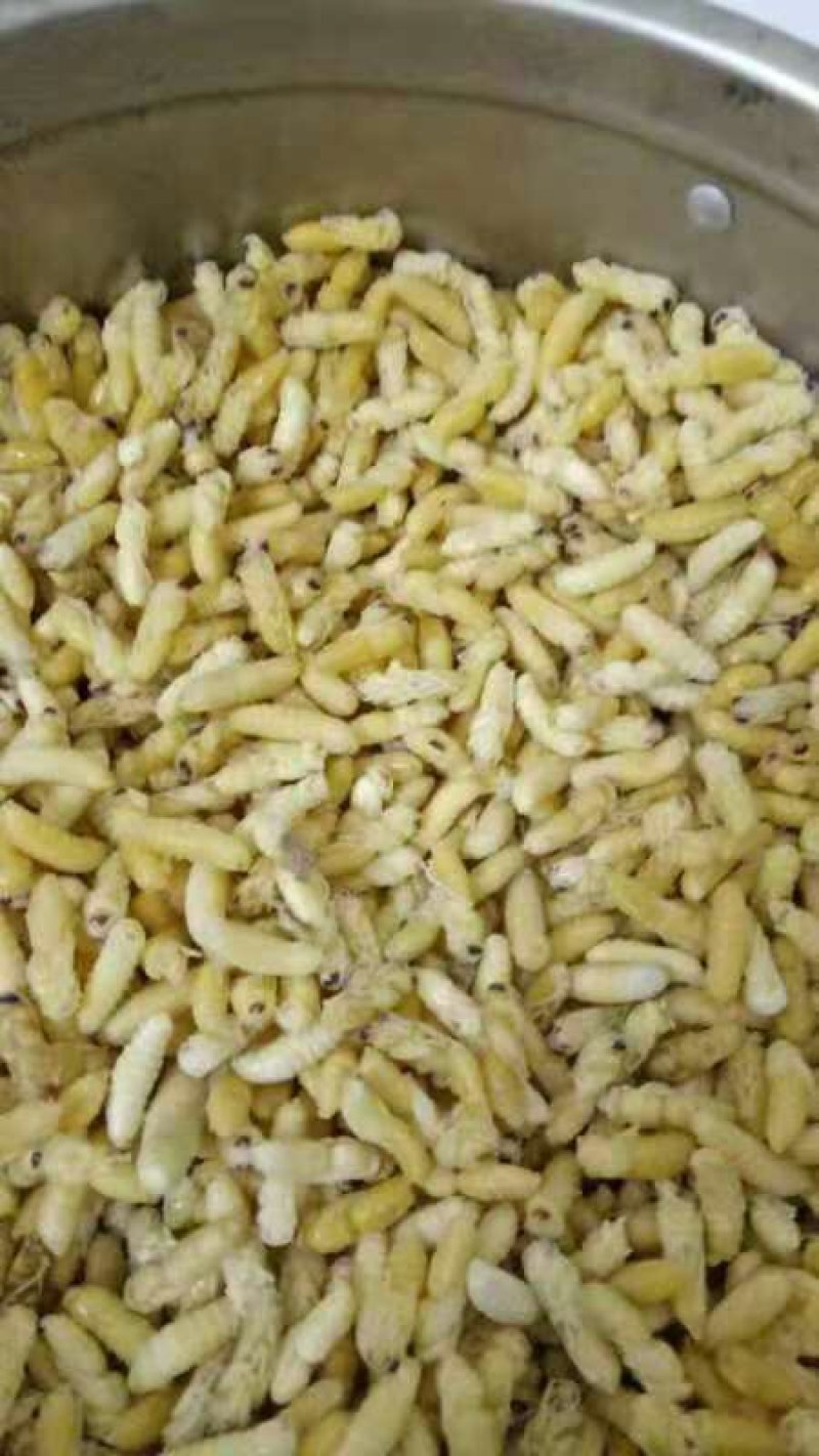 大量供应速冻蜂蛹。