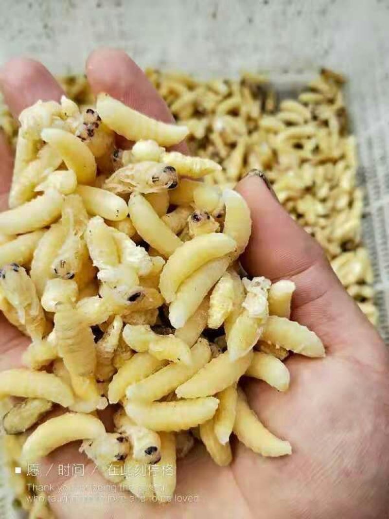 大量供应速冻蜂蛹。