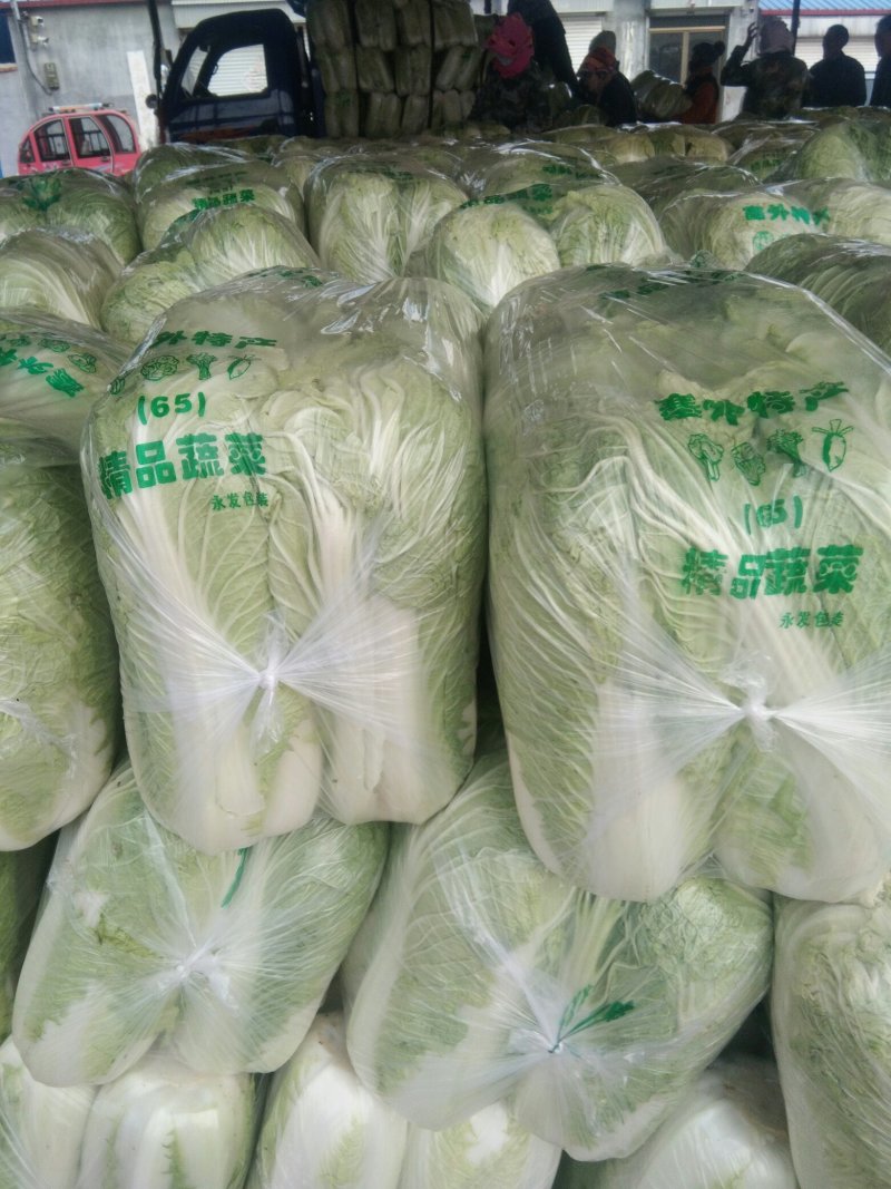 北京新三大白菜，