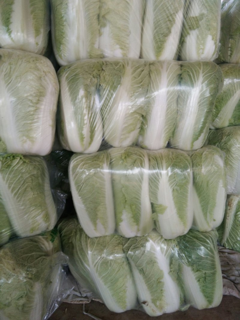 北京新三大白菜，
