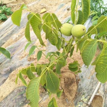 川早核桃苗1~2年薄皮核桃树苗实生核桃苗8518