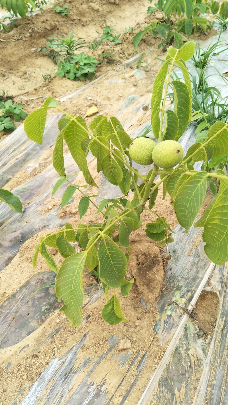 川早核桃苗1~2年薄皮核桃树苗实生核桃苗8518