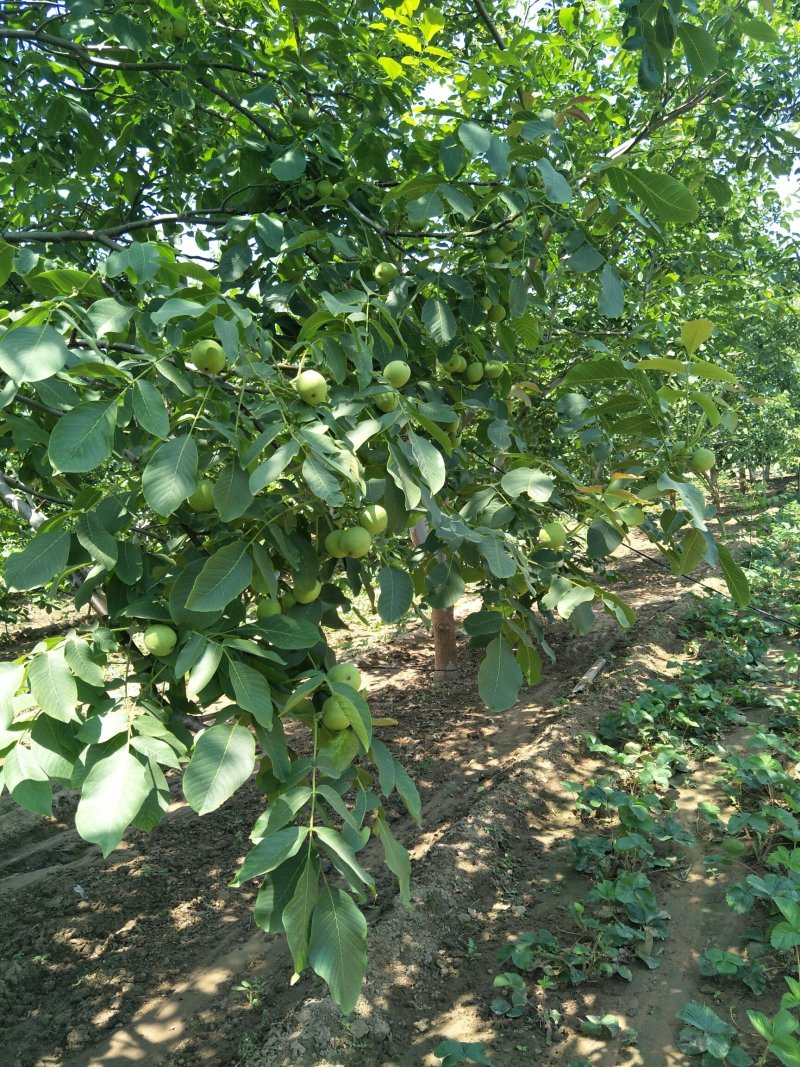 川早核桃苗1~2年薄皮核桃树苗实生核桃苗8518