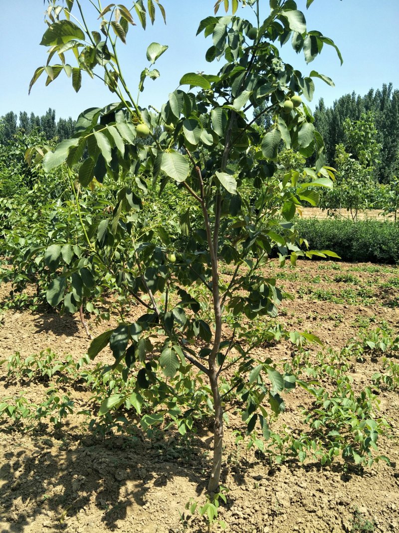 川早核桃苗1~2年薄皮核桃树苗实生核桃苗8518