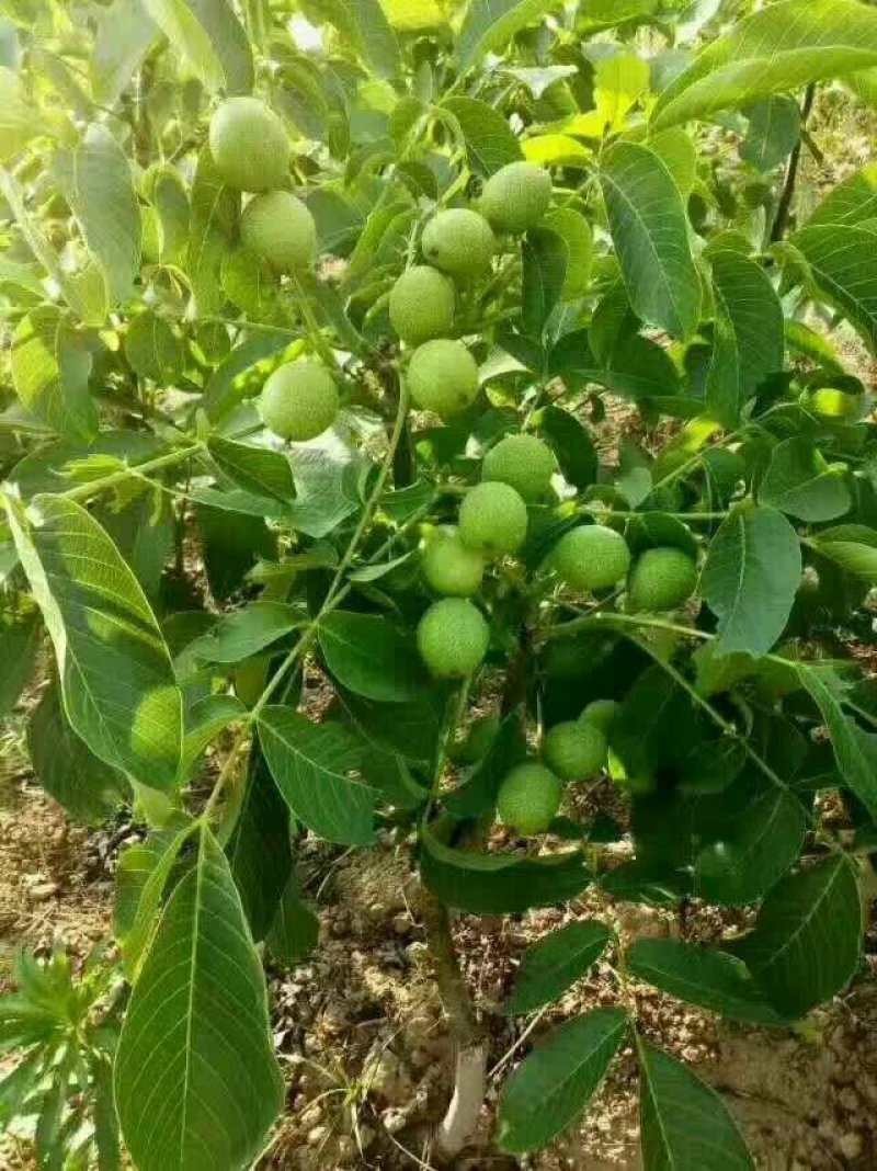 核桃苗2-3年嫁接8518核桃小苗当年结果成活率高