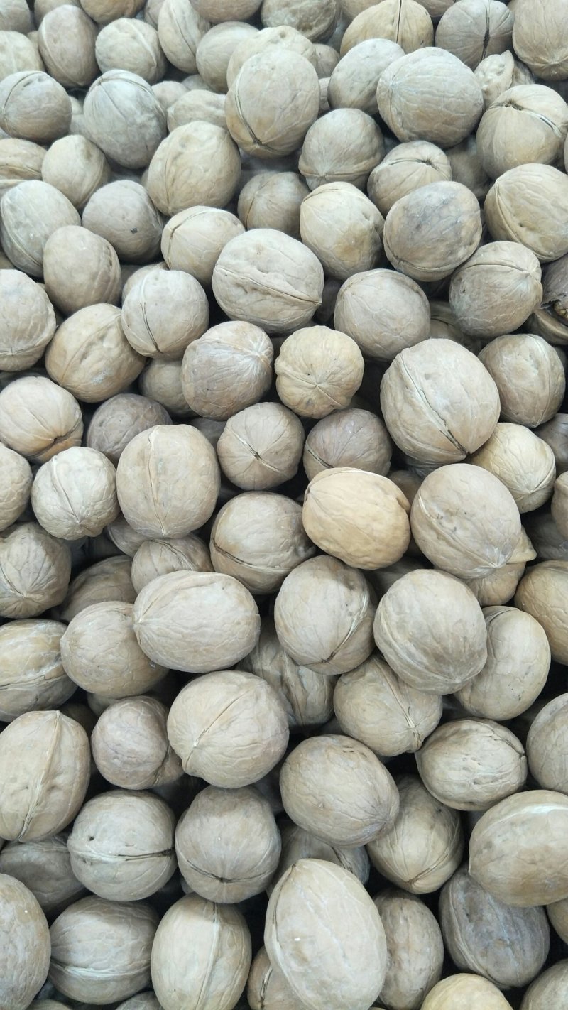 核桃苗2-3年嫁接8518核桃小苗当年结果成活率高