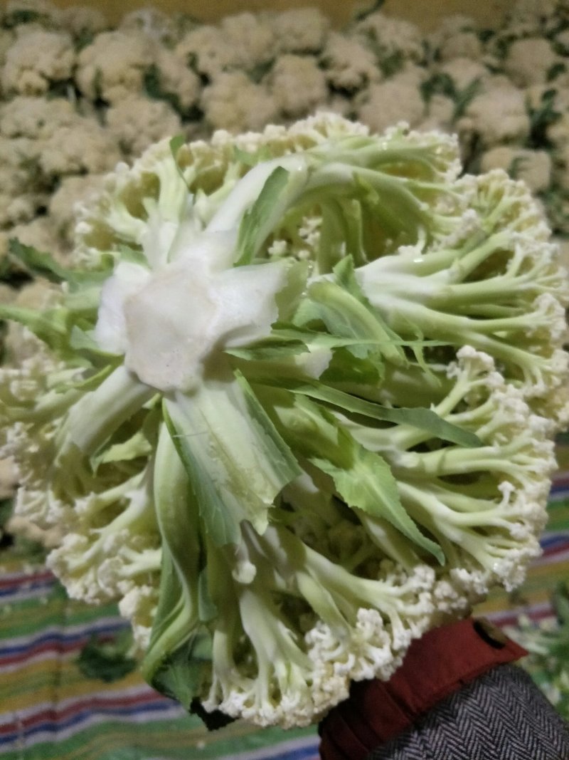 徐州有机花菜大量上市了。有需要的请联系我
